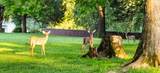 407 Idaho Springs Rd - Photo 42