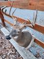 6047 Clifty K Ville Road - Photo 89