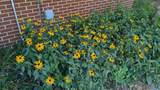 1215 Meadow Rd - Photo 34