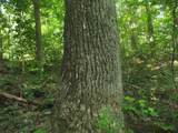 0 Old Altamont Rd - Photo 50