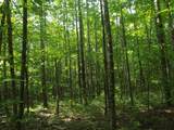 0 Old Altamont Rd - Photo 7