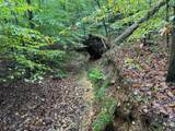 1 Cave Branch Rd - Photo 24
