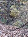 6004 Old Hohenwald Rd - Photo 6