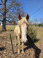 1733 Belotes Ferry Rd - Photo 48