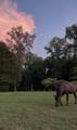925 Bumpas Rd - Photo 46