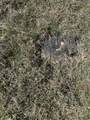 0 Lick Creek Trail - Photo 56