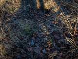 0 Lewis Road - Photo 14