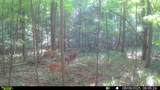 510 Rogues Fork Rd - Photo 4