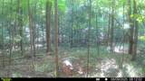 510 Rogues Fork Rd - Photo 5