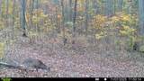 510 Rogues Fork Rd - Photo 6