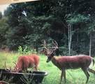 510 Rogues Fork Rd - Photo 7