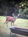 510 Rogues Fork Rd - Photo 8