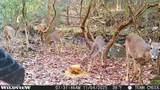 1780 Wolfhaven Rd - Photo 29