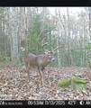 1780 Wolfhaven Rd - Photo 30
