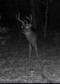1780 Wolfhaven Rd - Photo 32