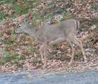 130 Overlook Trl - Photo 50