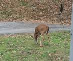 130 Overlook Trl - Photo 51
