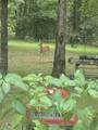 2023 Wayland Springs Rd - Photo 16