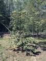 733 Gizzard Creek Road - Photo 68