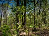 0 Sawyer Cemetery Rd - Photo 10