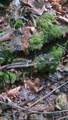 0 Westfork Creek Rd - Photo 4