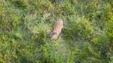 9944 Maupin Rd - Photo 86