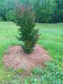 2006 Mcmahan Hollow Rd - Photo 19