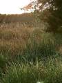 0 Collins Run - Photo 2