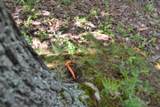 0 Beauchamp Rd - Photo 32