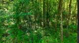 0 Beech Ridge Rd - Photo 4