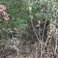 6 Saffles Lane - Photo 2