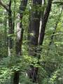 4 Old Furnace Road - Photo 8
