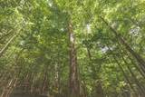0 Long Fork Creek Rd - Photo 14