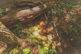 0 Long Fork Creek Rd - Photo 15