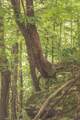 0 Long Fork Creek Rd - Photo 8