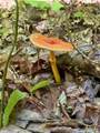 1 Teludachee Trail - Photo 13