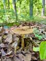 1 Teludachee Trail - Photo 10