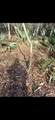 0 Sealy Wells Rd - Photo 13