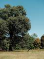 0 Pinewood Road - Photo 9