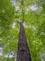 1300 Narrows Of The Harpeth Rd - Photo 13