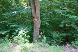 0 Rhyne Camp Road - Photo 17