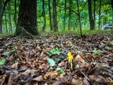 0 Timberwood Trace - Photo 44