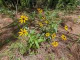 0 Big Opossum Creek Rd - Photo 24