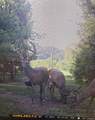 111 Gus Wallace Rd - Photo 38