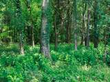 498 Rattlesnake Lodge Rd - Photo 45
