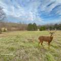 12112 Paw Paw Springs Rd - Photo 73