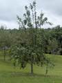 119 Fred Rd - Photo 57