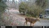 1150 Bell Hollow Rd - Photo 32