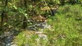 260 Riddle St - Photo 53
