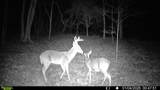 394 Young Hollow Rd - Photo 67